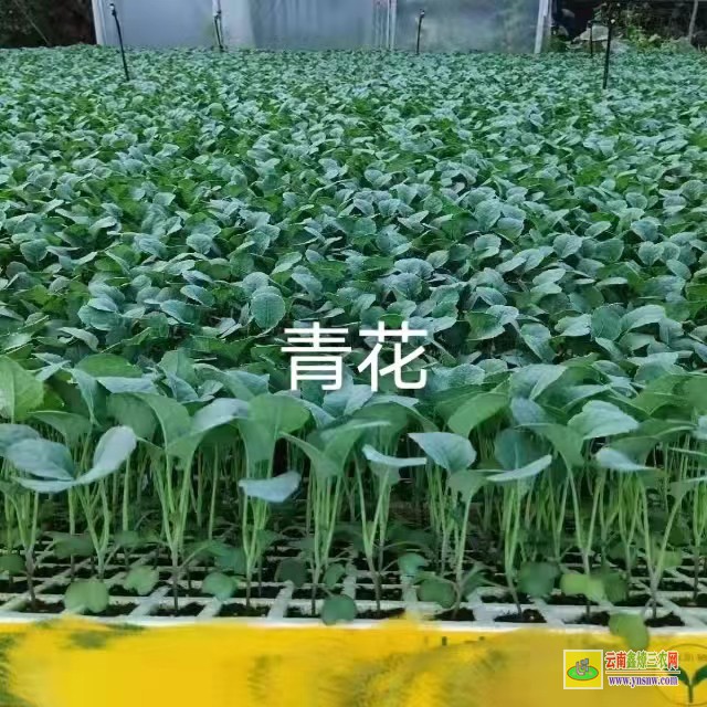 騰沖小鐵頭菜批發(fā)| 昆明哪里有蔬菜苗買批發(fā)價(jià)格| 哪里有菜苗批發(fā)