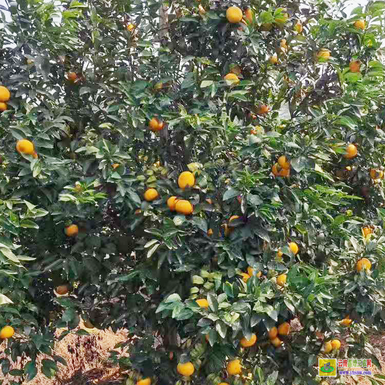 銅仁沃柑幼苗怎么種 |廣西沃柑苗批發基地 |無核沃柑苗