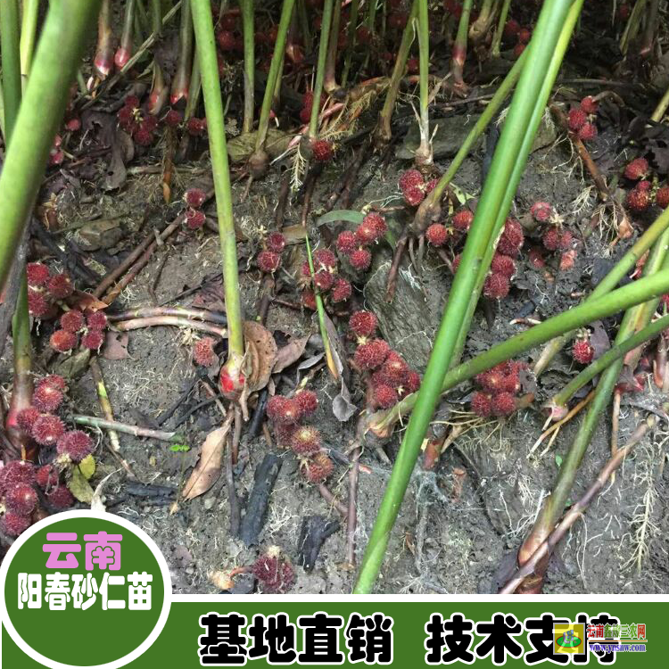 紅河建水砂仁苗的功效| 正宗陽春春砂仁苗|砂仁價格查網(wǎng)