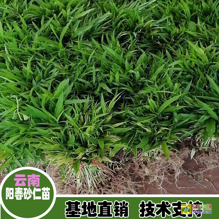 普洱思茅砂仁苗的功效| 正宗陽(yáng)春春砂仁苗|春砂仁行情走姿勢(shì)網(wǎng)