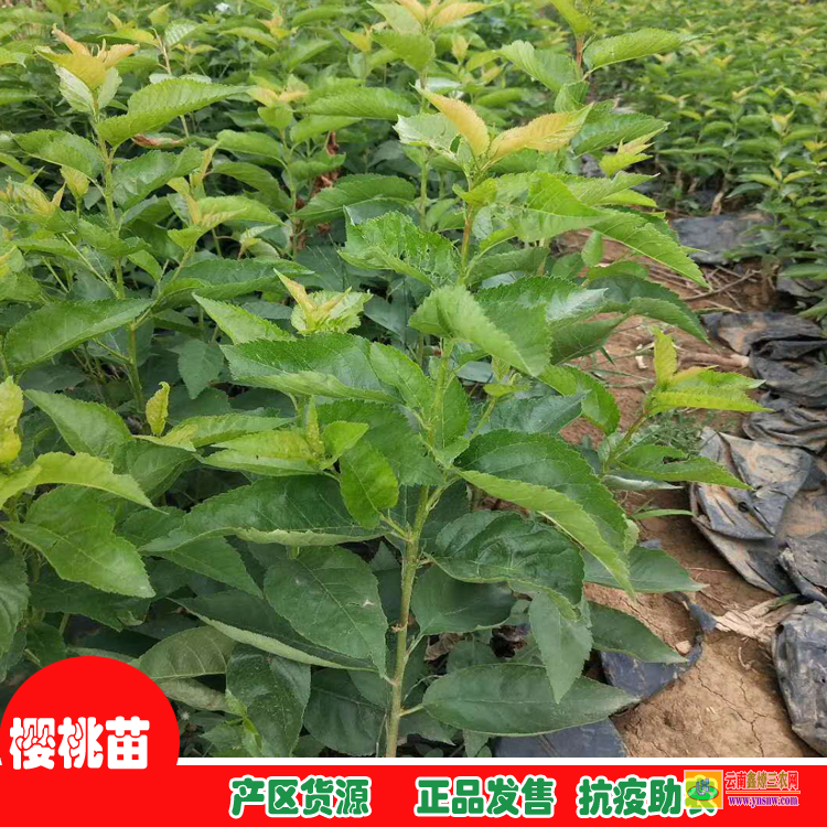 南充順慶地徑0.5-0.8花椒袋苗 云南果樹苗批發(fā)基地 云南果樹苗圃