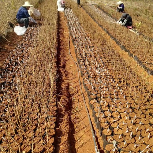 德宏芒市枇杷苗幾年能結果|正宗蒙自枇杷苗|紅河枇杷苗基地