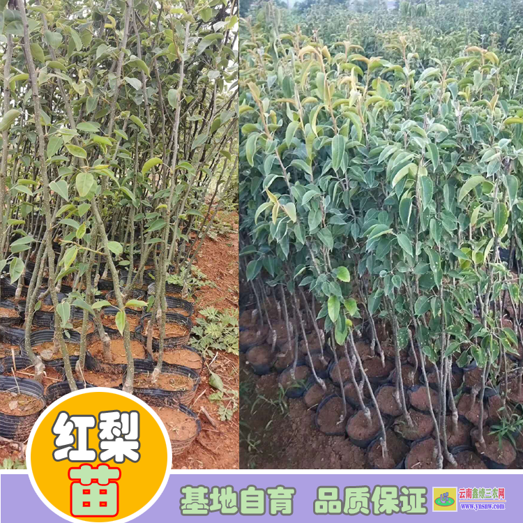 昭通昭陽秋月梨樹苗價格|紅梨苗圖片大全|紅梨苗批發基地