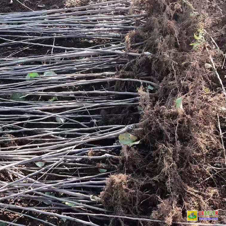 西雙版納勐海蘋果苗木批發價格 |山西蘋果苗基地 |嘎啦蘋果果苗價格