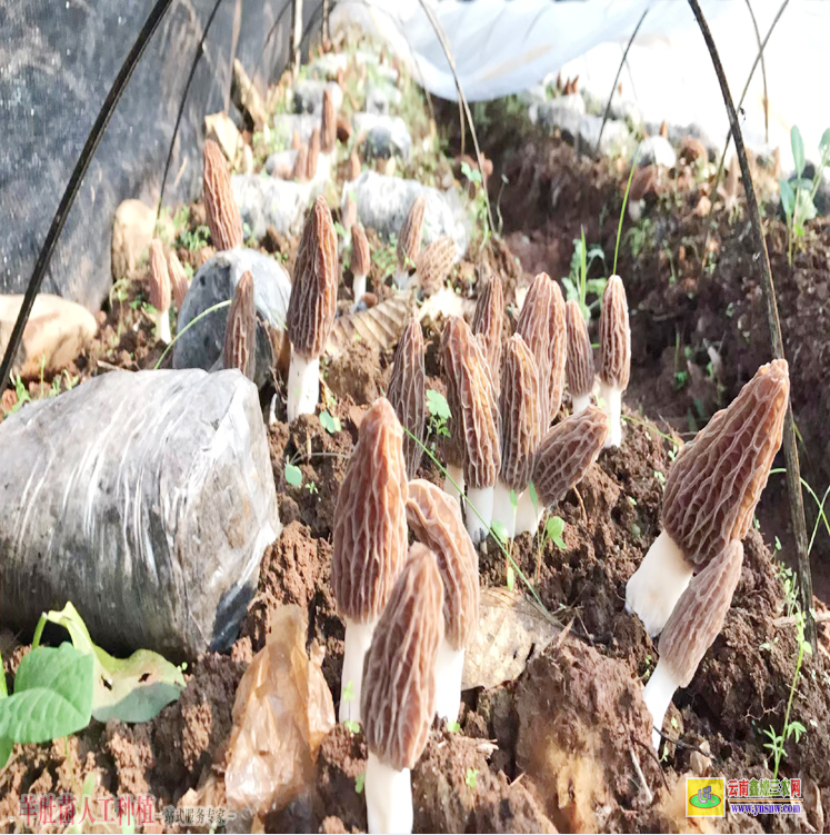 福建南靖羊肚菌人工栽培新技術 大棚羊肚菌種植技術 羊肚菌種植成本