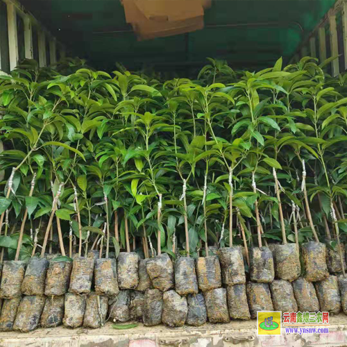 玉林玉州金煌芒果苗|芒果苗品種|芒果苗批發市場