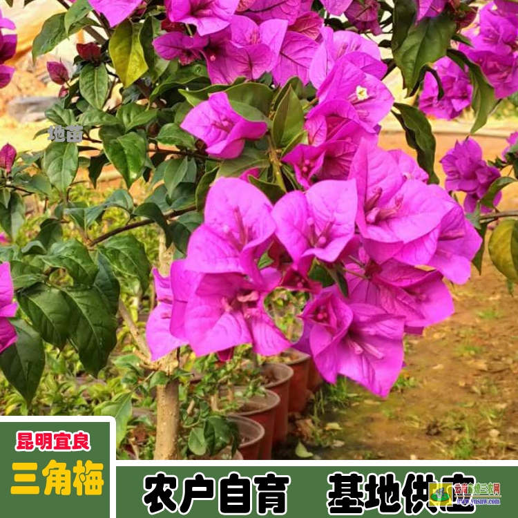 遵義紅花崗云南三角梅怎么養(yǎng)| 云南三角梅袋苗| 云南三角梅批發(fā)