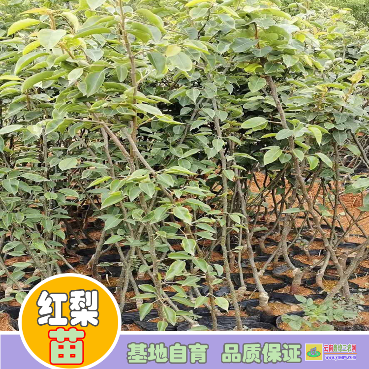 臨滄雙江黃金梨樹(shù)苗價(jià)格|紅梨苗種植|紅梨苗批發(fā)基地