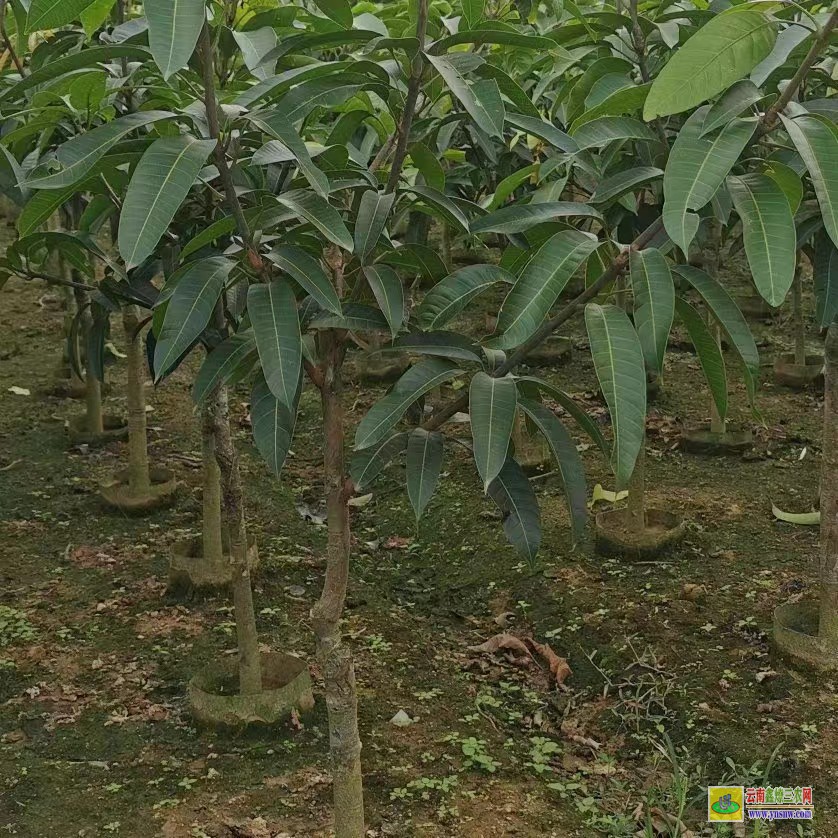 玉林陸川云南芒果苗價格表|海南芒果苗|芒果苗批發(fā)市場