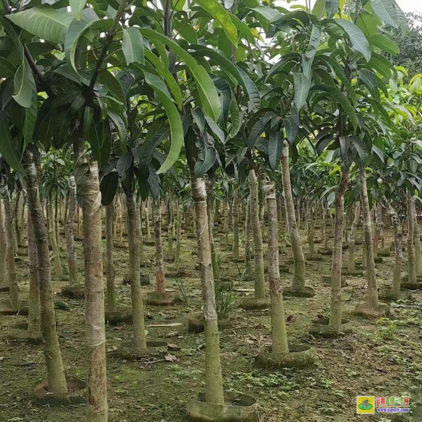 文山馬關云南芒果苗價格表|正宗芒果苗|貴妃芒果苗