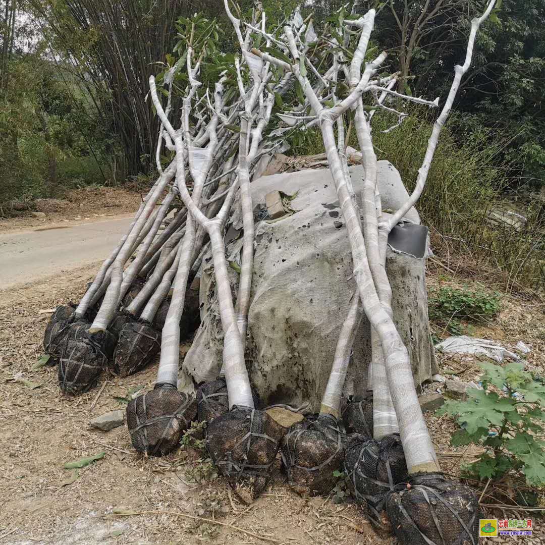 怒江福貢云南芒果苗價格表|海南芒果苗|芒果苗批發市場