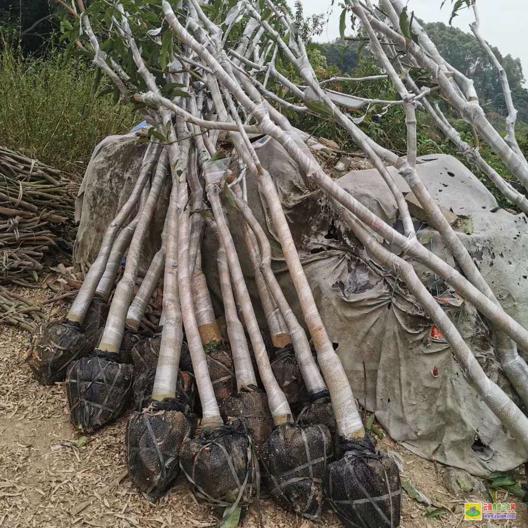 大理洱源四川攀枝花芒果苗|正宗芒果苗|四季芒果苗