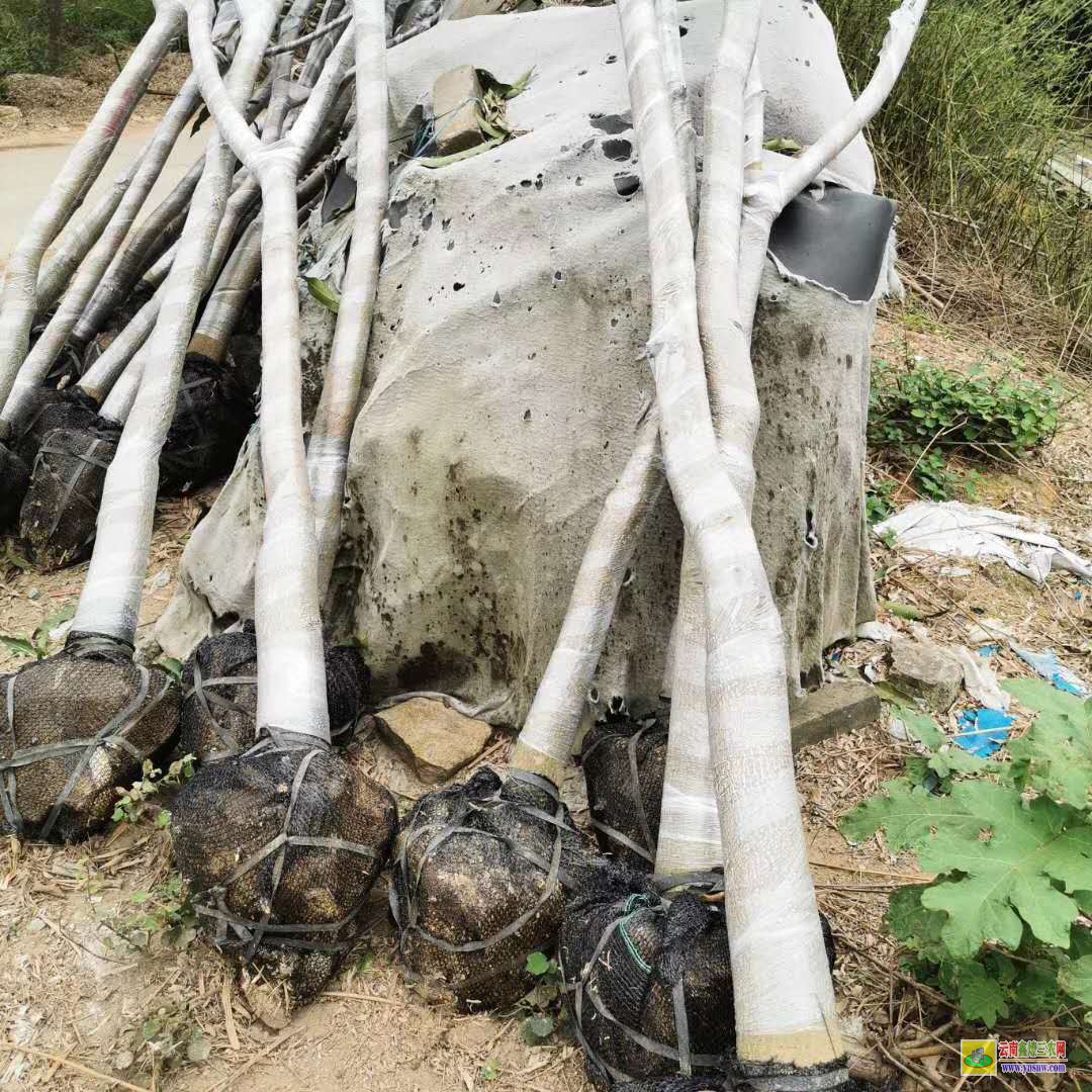 昭通鎮雄金煌臺芒果苗|海南芒果苗|四季芒果苗