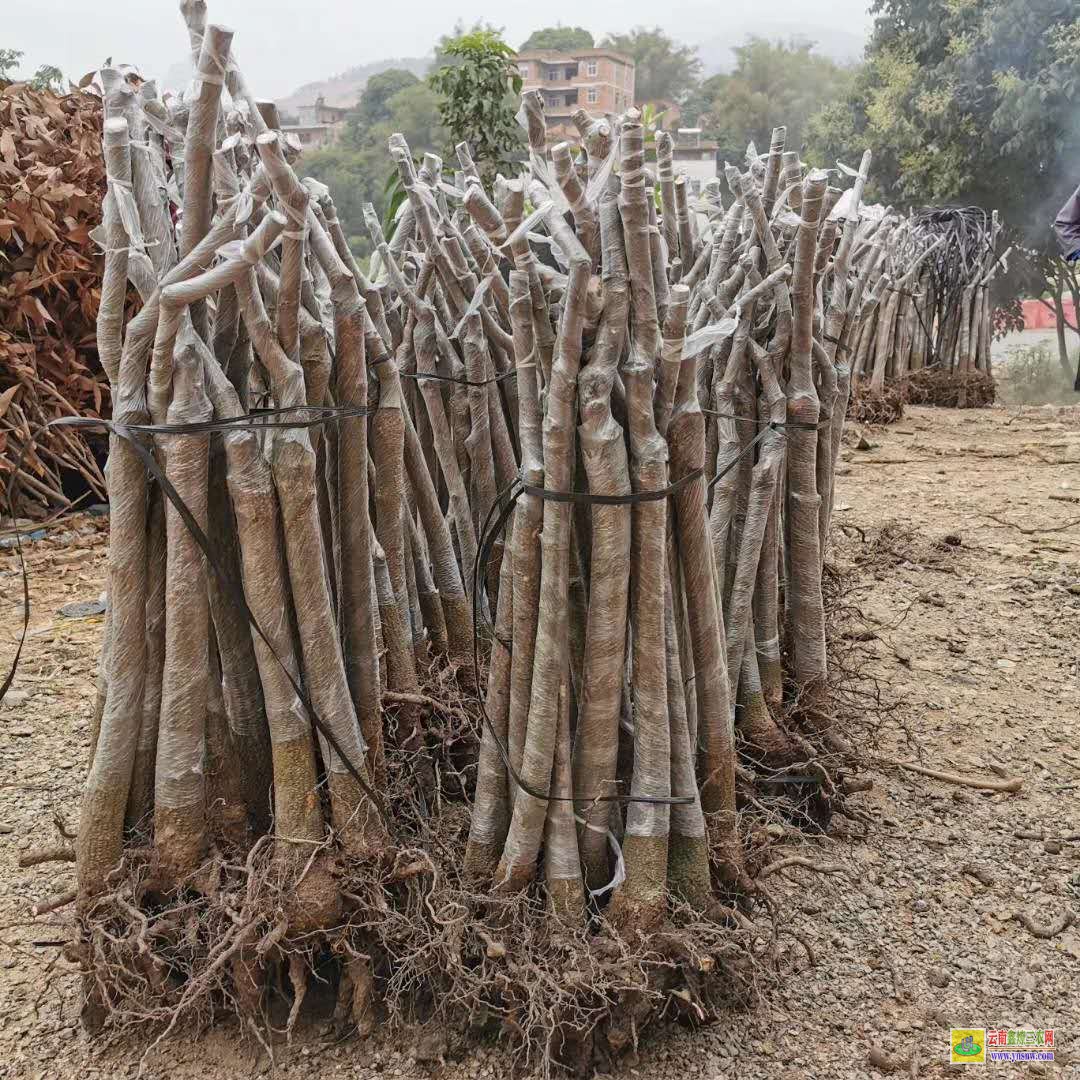 臨滄永德一棵芒果苗價格|桂七芒果苗批發|四季芒果苗