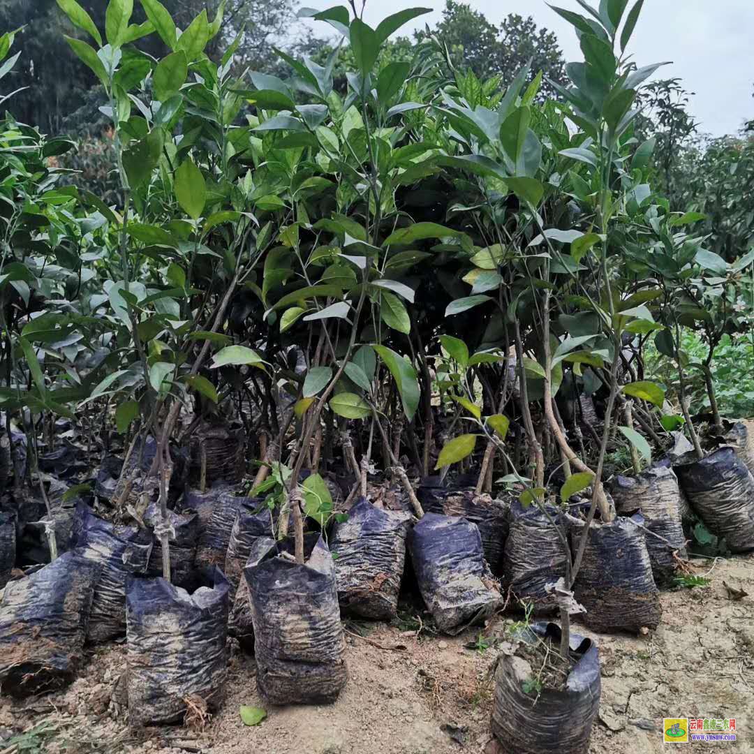 崇左江洲芒果苗如何栽種|芒果苗品種|貴妃芒果苗