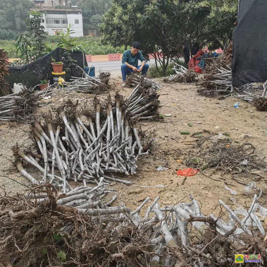 昆明晉寧廣西桂林芒果苗|正宗芒果苗|貴妃芒果苗