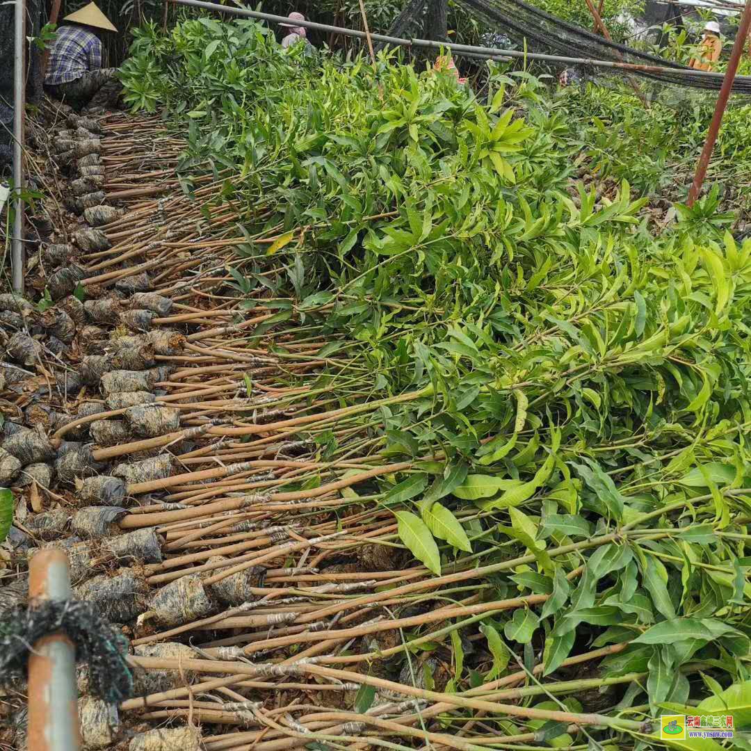 楚雄大姚金煌臺芒果苗|海南芒果苗|四季芒果苗