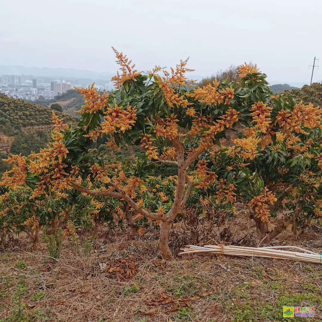 大理洱源四川攀枝花芒果苗|正宗芒果苗|四季芒果苗