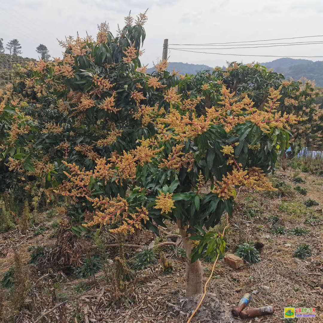 紅河建水景東晚熟芒果苗價格|芒果苗品種|四季芒果苗