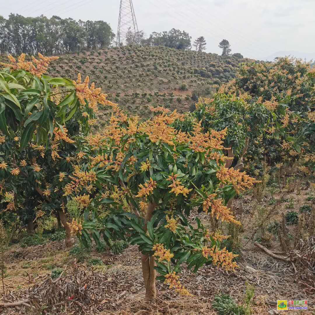 桂林臨桂芒果苗價格表|海南芒果苗|芒果苗批發市場