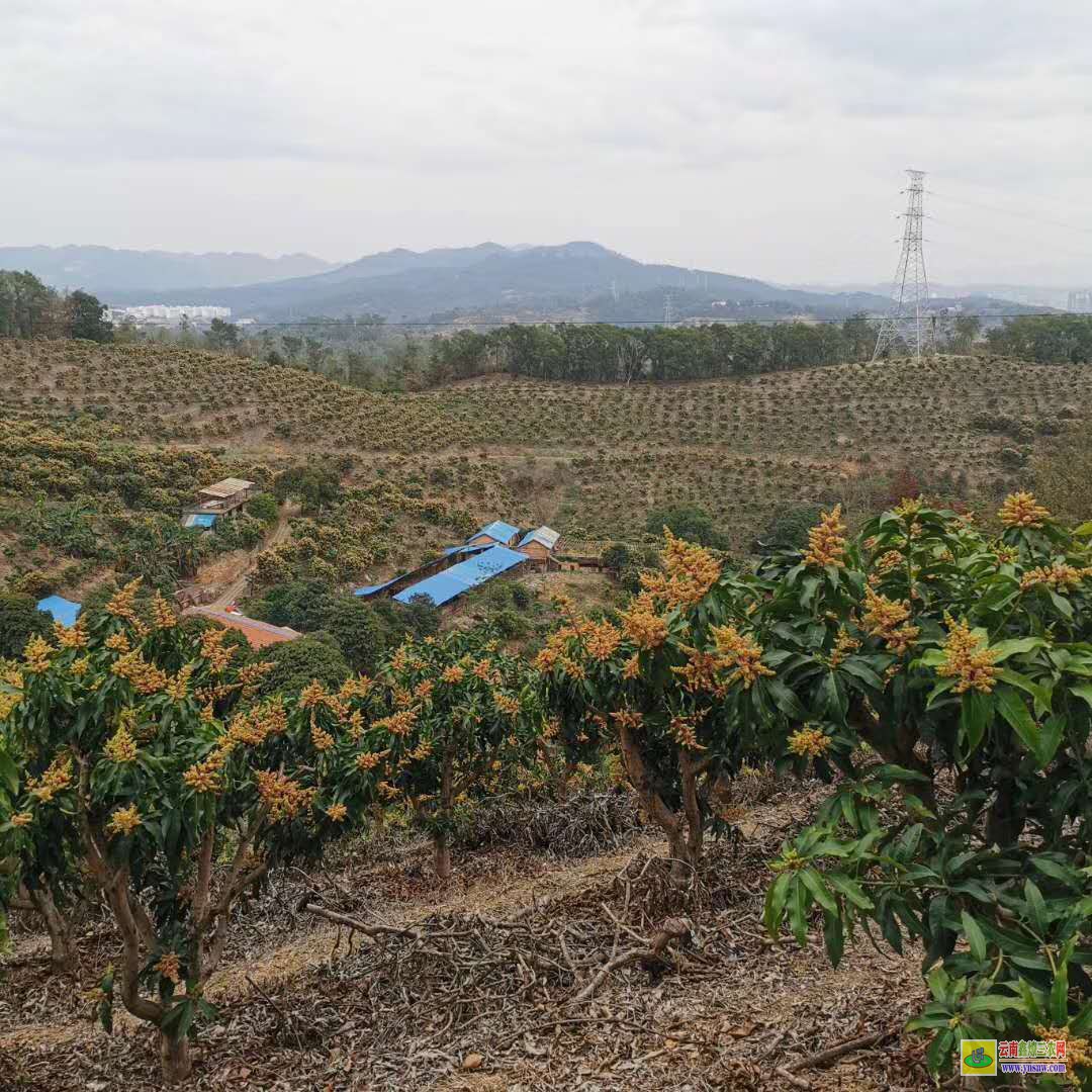 來賓合山云南芒果苗價格表|正宗芒果苗|貴妃芒果苗