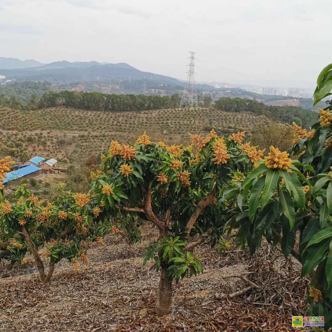 昆明晉寧一棵芒果苗價格|桂七芒果苗批發|四季芒果苗