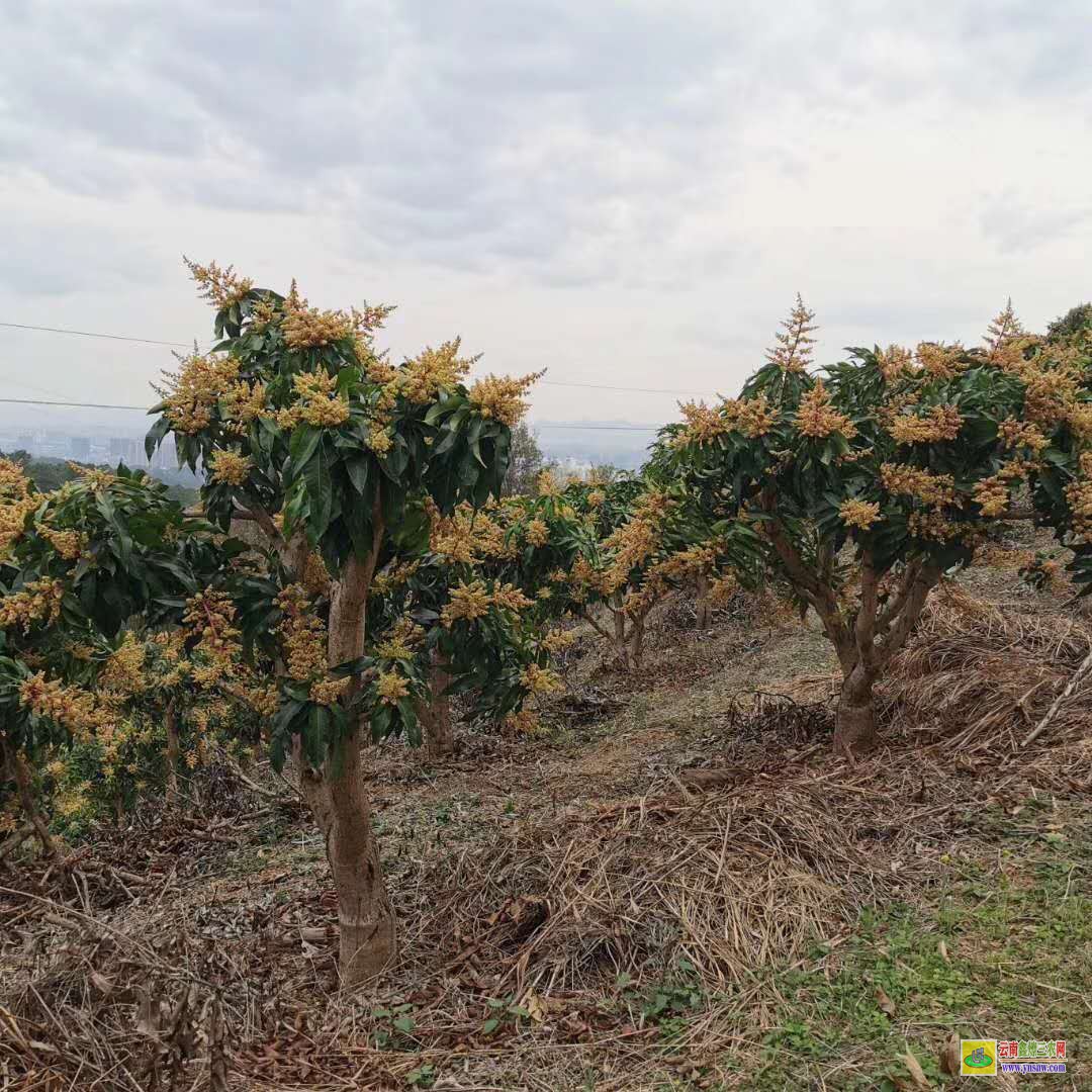 臨滄雙江金煌芒果苗|芒果苗品種|芒果苗批發市場