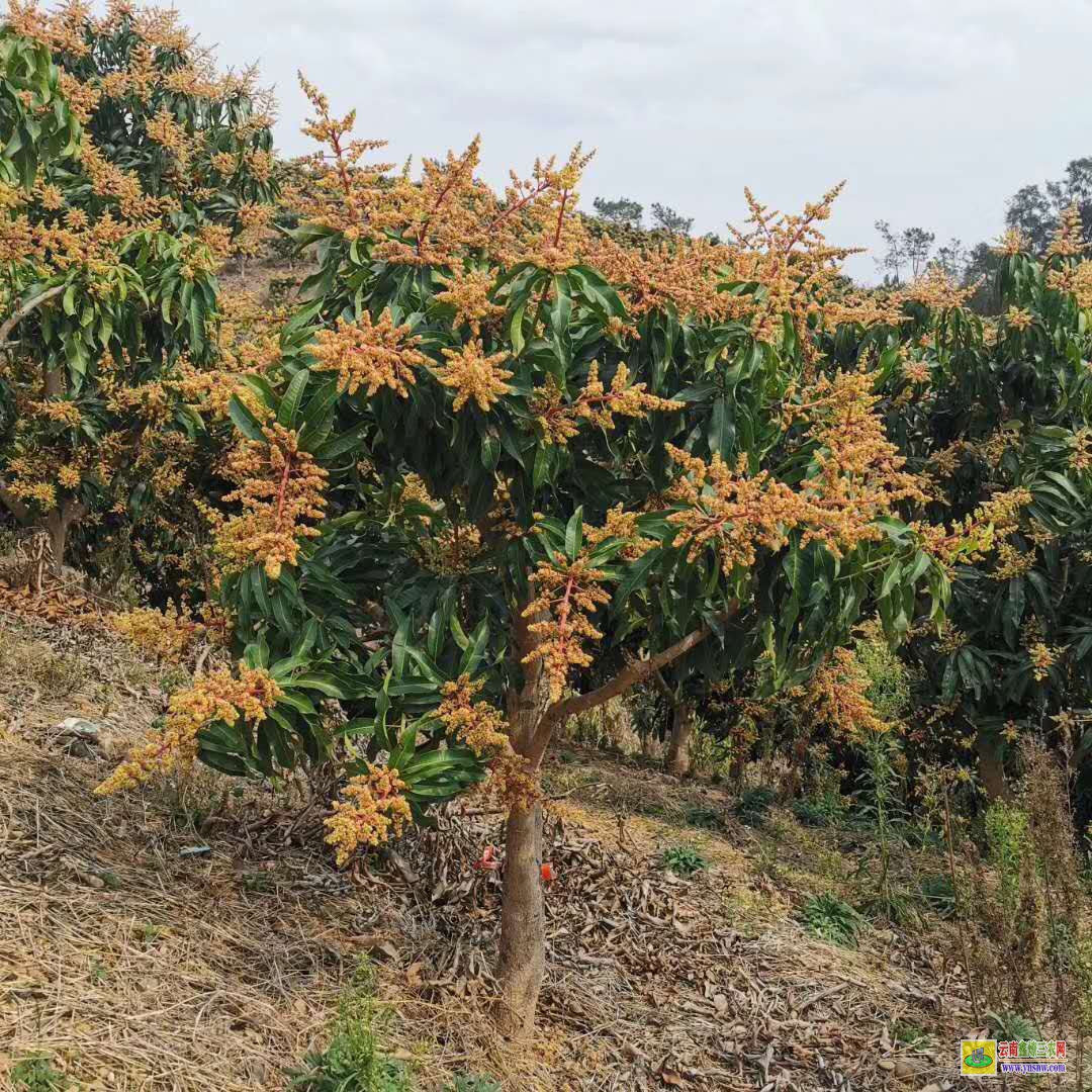 昭通鎮雄金煌臺芒果苗|海南芒果苗|四季芒果苗