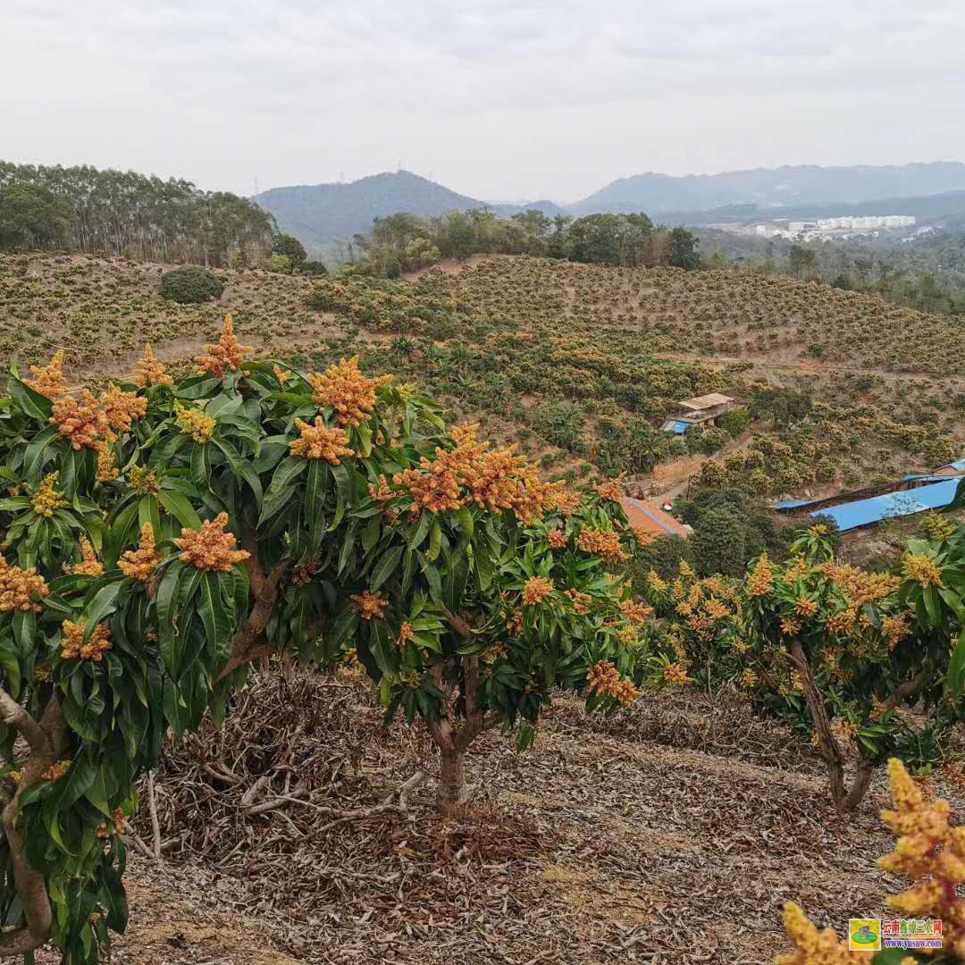 保山施甸攀枝花芒果苗|正宗芒果苗|四季芒果苗