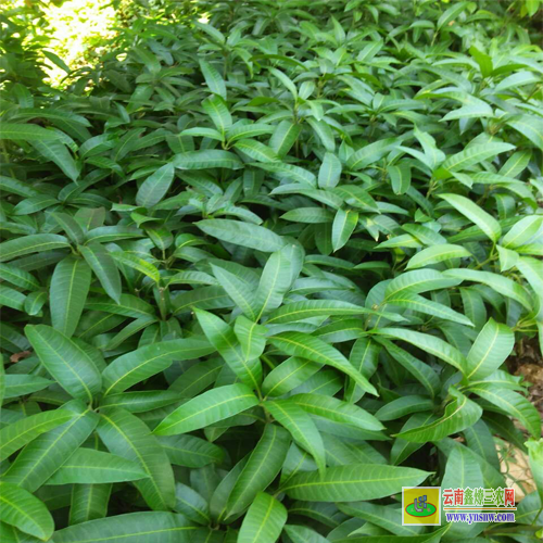 臨滄雙江金煌芒果苗|芒果苗品種|芒果苗批發市場