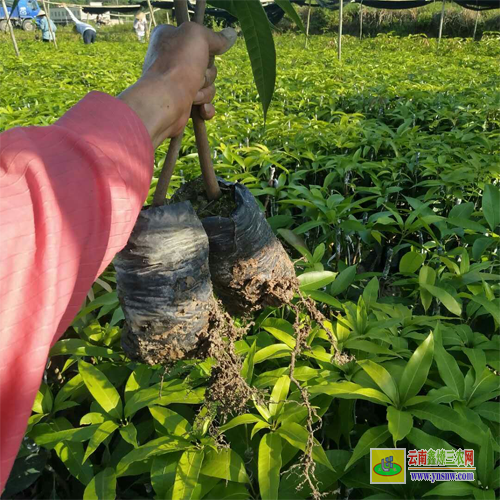 河池大化云南芒果苗價格表|正宗芒果苗|貴妃芒果苗