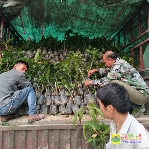 迪慶香格里拉2022芒果苗價格|正宗芒果苗|芒果苗批發市場