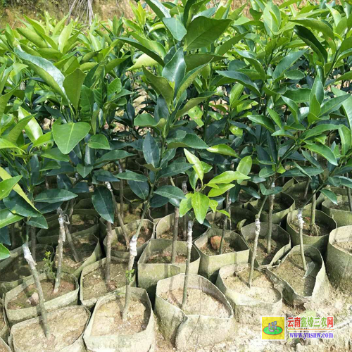 楚雄大姚田陽芒果苗價格|正宗芒果苗|芒果苗批發市場