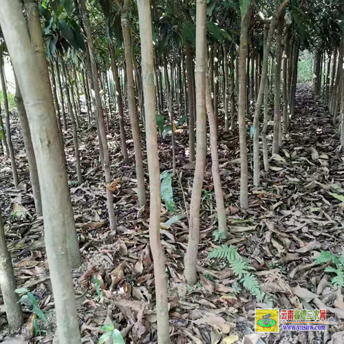 昆明尋甸四川攀枝花芒果苗|正宗芒果苗|四季芒果苗