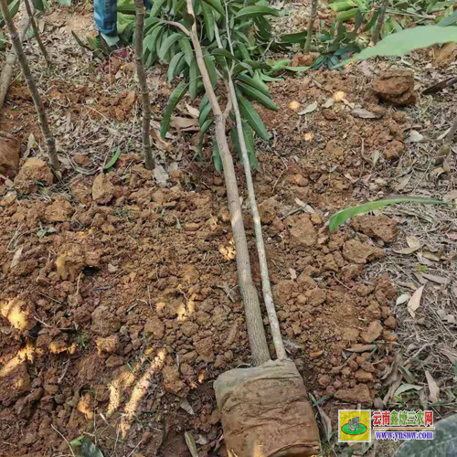 桂林疊彩云南芒果苗價格表|正宗芒果苗|貴妃芒果苗