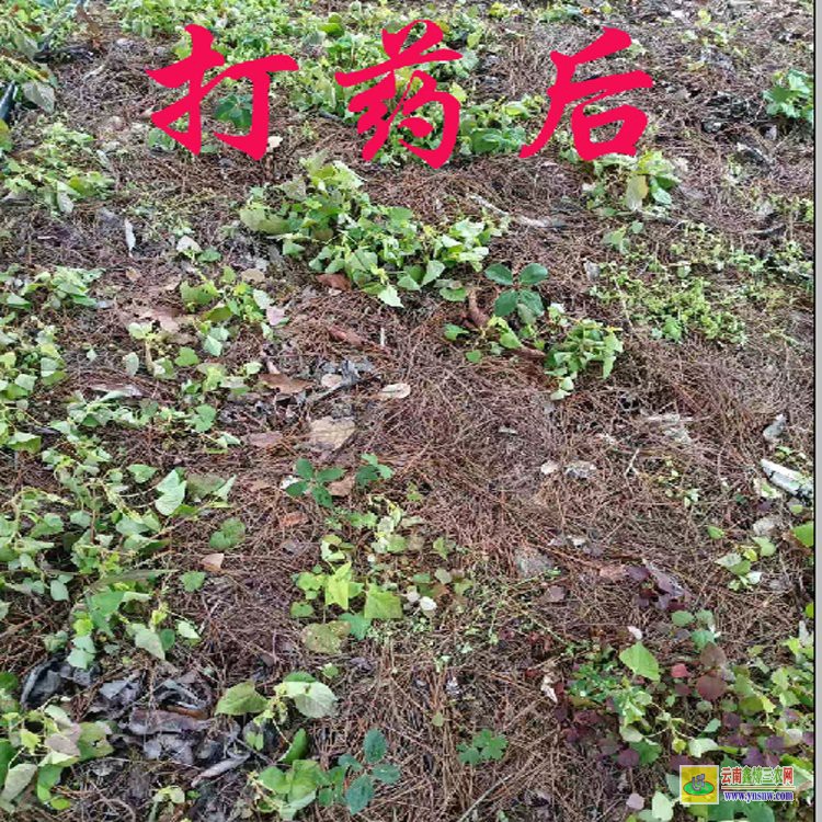 七葉一枝花除草劑批發| 云南重樓除草劑| 重樓中藥材除草劑