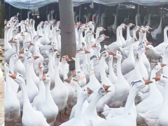 貴州獅頭鵝養殖基地 貴州獅頭鵝苗公司 大三花鵝苗價格圖2