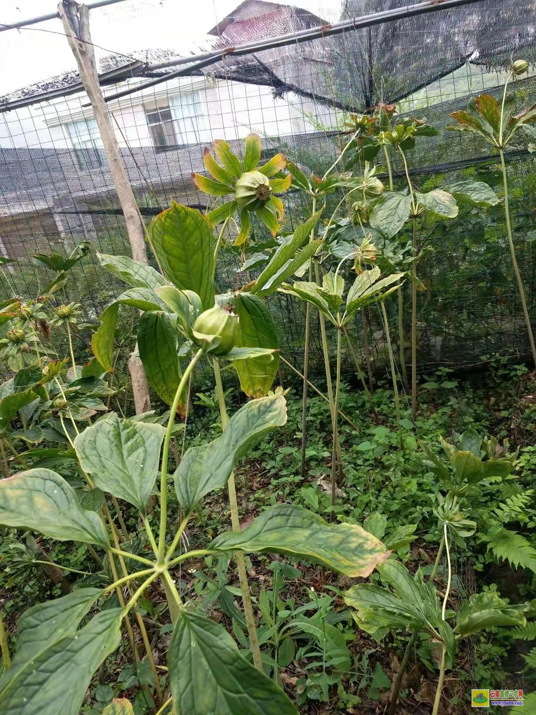 紅河七葉一枝花除草劑批發| 四川重樓除草劑| 重樓中藥材除草劑