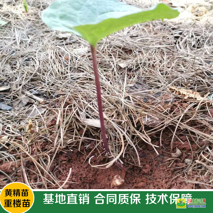 保山七葉一枝花除草劑批發(fā)| 安徽重樓除草劑| 重樓中藥材除草劑