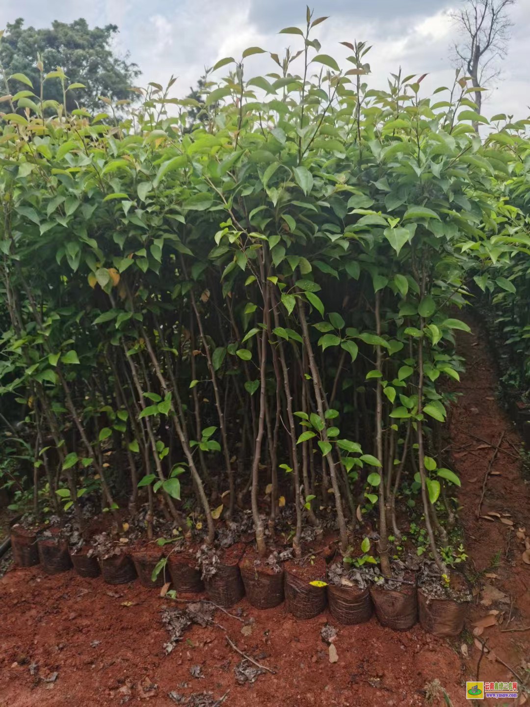 遵義鳳岡海南黃花梨樹(shù)苗價(jià)格|紅梨苗價(jià)格|紅梨苗品種