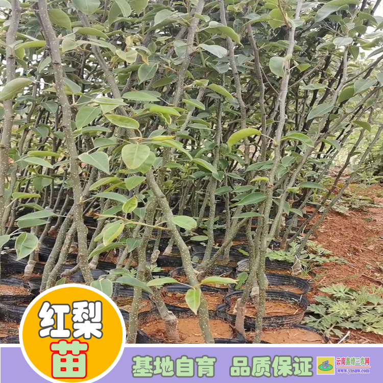 臨滄雙江紅梨苗木批發(fā)價(jià)格|紅梨苗圖片大全|紅梨苗批發(fā)基地