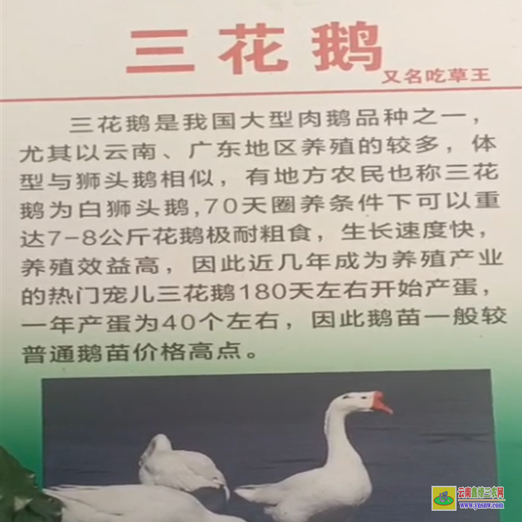 黔東貴陽三橋鵝苗批發(fā)市場 大三花鵝苗多少錢一只 三花鵝苗圖片