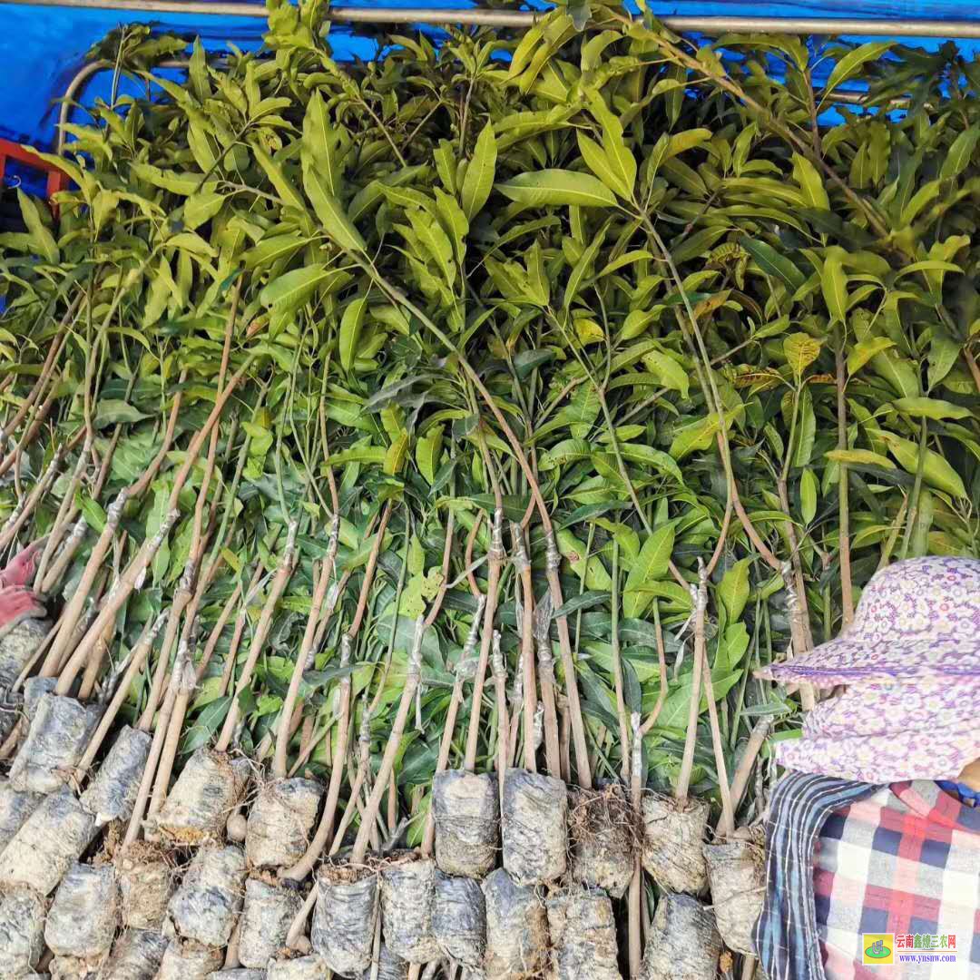 崇左龍州芒果苗怎么培育出來|象牙芒果苗|芒果苗帶葉發(fā)貨