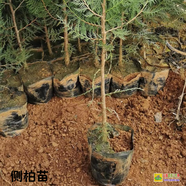 黔東劍河側柏苗哪里有賣 側柏苗木基地 側柏樹苗