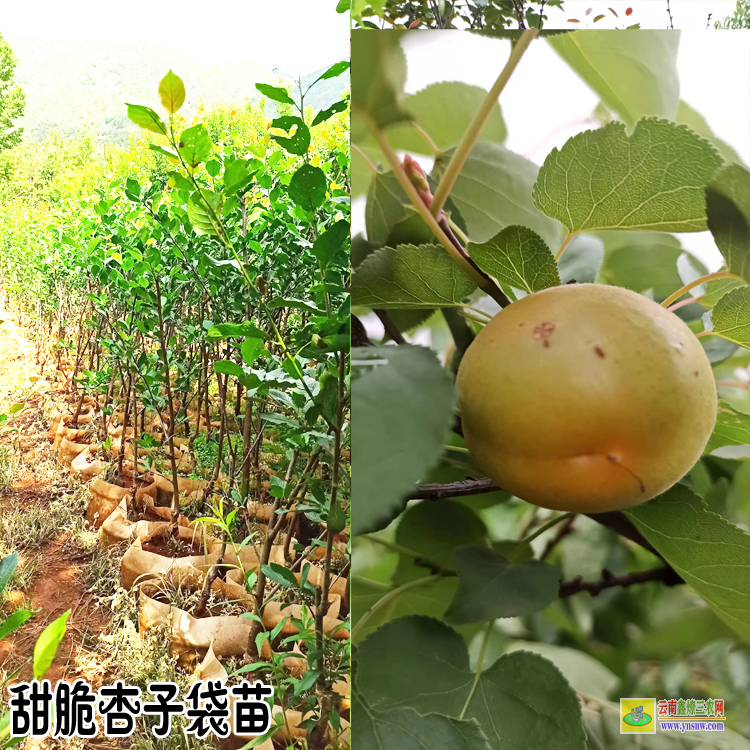 迪慶杏子苗木種植基地| 杏子苗木種植基地| 杏樹苗的培育方法