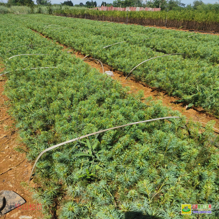 廣東華山松苗哪里有賣的 |華山松樹苗價格| 華山松苗木等級