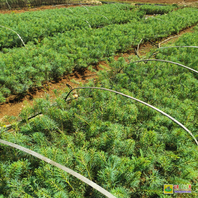 廣東華山松苗哪里有賣的 |華山松樹苗價格| 華山松苗木等級