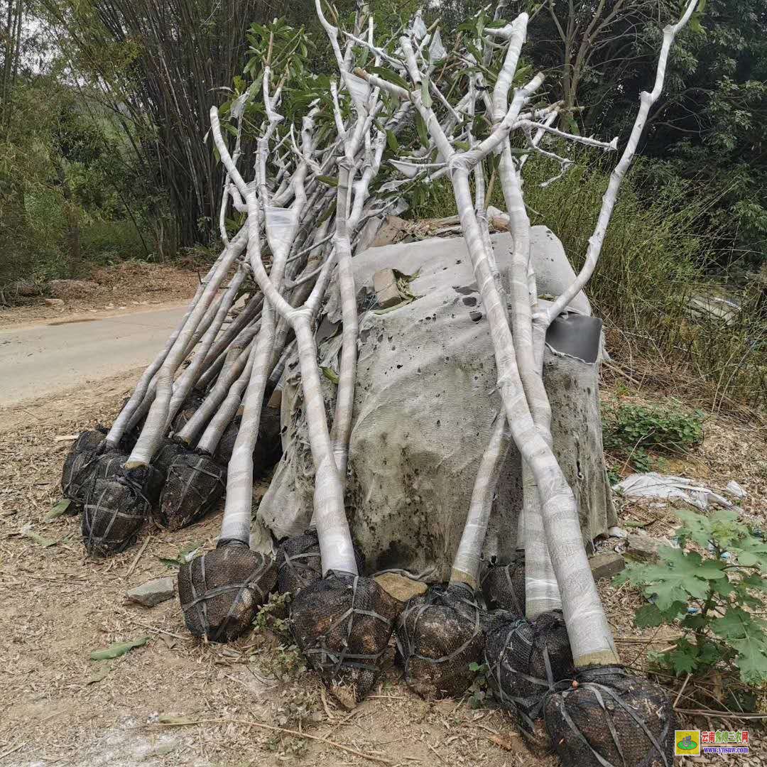 廣州蘿崗金煌芒果苗價格|芒果苗多少錢|芒果苗批發價格