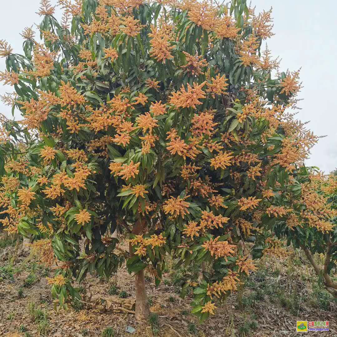 中山芒果苗頂芽沒(méi)了就不長(zhǎng)了|芒果苗幾年能結(jié)果|芒果樹(shù)苗那里有售