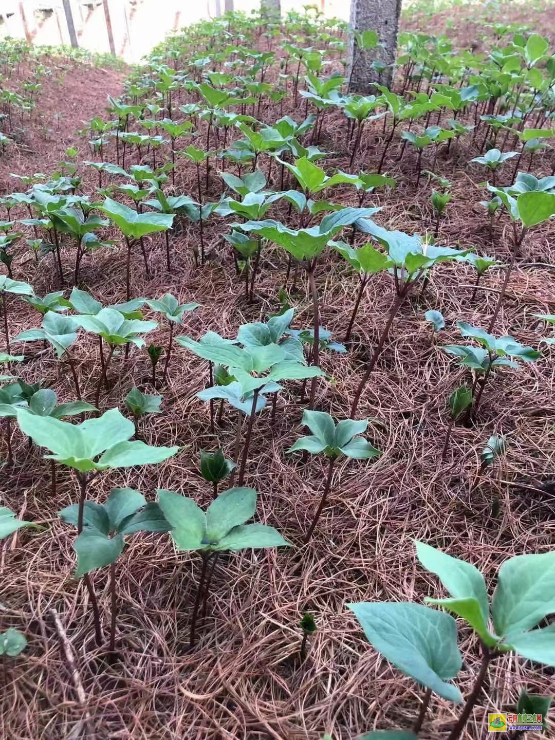 臨滄重樓苗后專用除草劑| 哪里有重樓種苗賣 重樓苗哪里可以購買